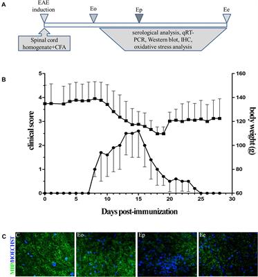 The Function of the Hypothalamic–Pituitary–Adrenal Axis During Experimental Autoimmune Encephalomyelitis: Involvement of Oxidative Stress Mediators